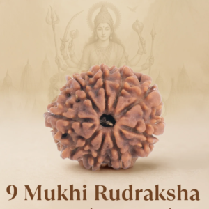 Original Siddh 9 Mukhi Rudraksha